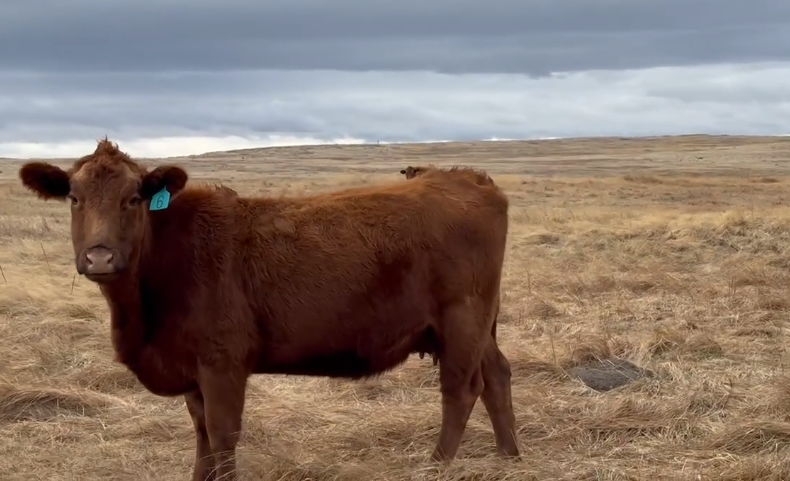 Exposed cows, calves at side, home raised!-HP102A6